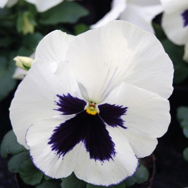 Семена виолы Тремпет S1 белая с глазком (white blotch) /1.000 семян/ *Hem Genetics*