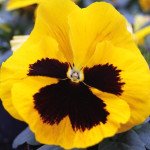 Виола Тремпет S1 желтая с глазком (yellow blotch) /1.000 семян/ *Hem Genetics*
