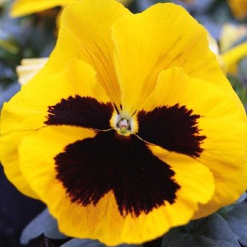 Виола Тремпет S1 желтая с глазком (yellow blotch) /1.000 семян/ *Hem Genetics*