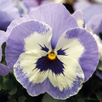 Виола Тремпет S1 марина (marina) /1.000 семян/ *Hem Genetics*