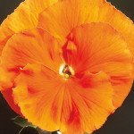 Віола Тремпет S1 помаранчева (orange) /1.000 насінин/ *Hem Genetics*