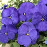Виола Тремпет S1 синяя (blue) /1.000 семян/ *Hem Genetics*