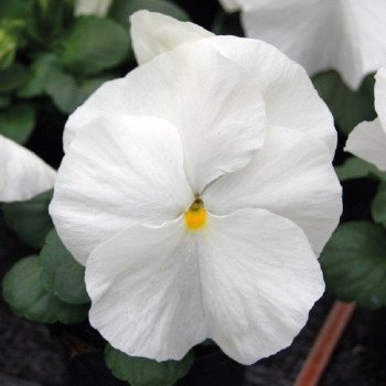 Віола Тремпет S1 біла (white) /1.000 насінин/ *Hem Genetics*