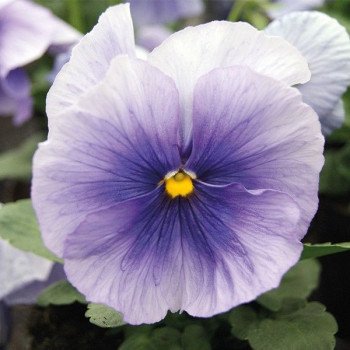 Віола Тремпет S1 світло-блакитна (light blue) /1.000 насінин/ *Hem Genetics*