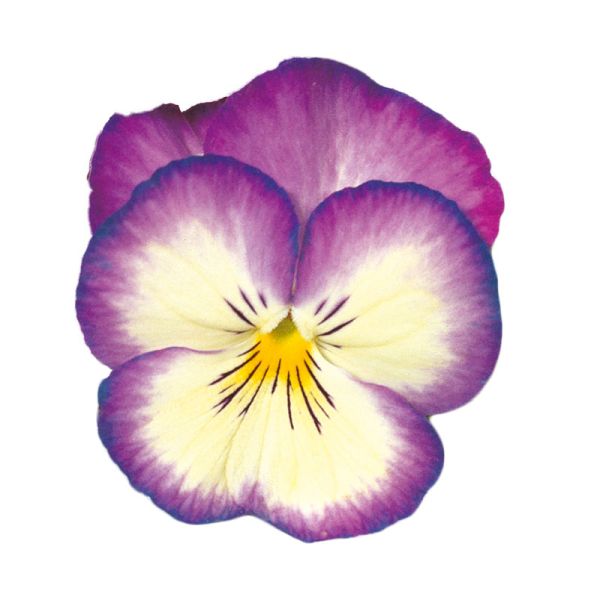 Насіння віоли Ультіма Радіанс F1 темно-синя (deep blue) /100 насінин/ *Sakata*