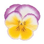 Віола Ультіма Радіанс F1 лілова (lilac) /100 насінин/ *Sakata*