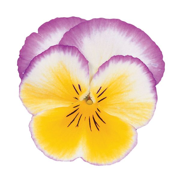 Насіння віоли Ультіма Радіанс F1 лілова (lilac) /100 насінин/ *Sakata*