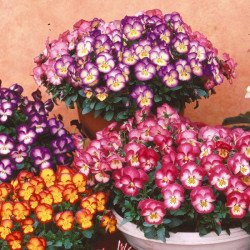 Виола Ультима Радианс F1 смесь (mix) /100 семян/ *Sakata*