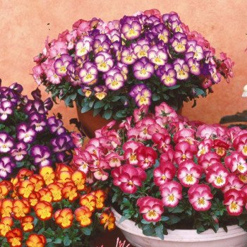 Віола Ультіма Радіанс F1 суміш (mix) /100 насінин/ *Sakata*