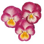 Виола Ультима Радианс F1 розовая (pink) /100 семян/ *Sakata*