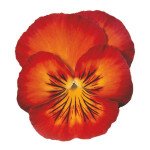 Віола Ультіма Радіанс F1 червона (red) /100 насінин/ *Sakata*