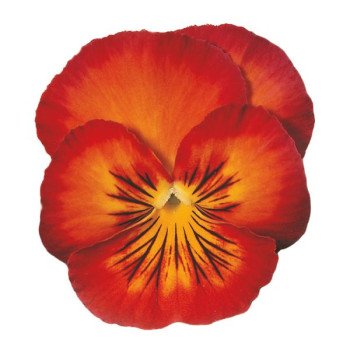 Віола Ультіма Радіанс F1 червона (red) /100 насінин/ *Sakata*