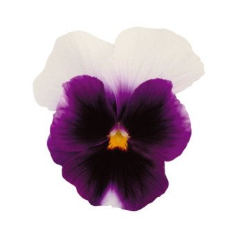 Віола Ультіма Радіанс F1 бікон блу (beacon blue) /100 насінин/ *Sakata*