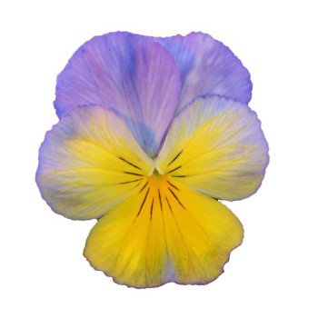 Віола Ультіма Радіанс F1 морфо (morpho) /100 насінин/ *Sakata*