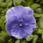 Виола Фино F1 голубая (blue) /100 семян/ *Syngenta*