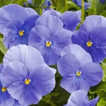 Виола Фино F1 мид блу (mid blue) /100 семян/ *Syngenta*