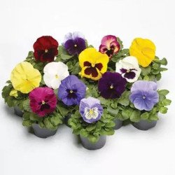 Віола Фіно F1 суміш (mix) /100 насінин/ *Syngenta*