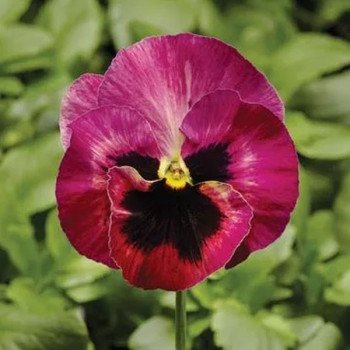 Виола Фино F1 роуз фаер (rose fire) /100 семян/ *Syngenta*