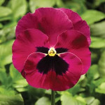Віола Фіно F1 роуз з вічком (rose with blotch) /100 насінин/ *Syngenta*
