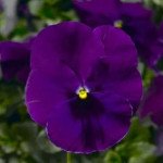 Віола Фіно F1 фіолетова (violet) /100 насінин/ *Syngenta*