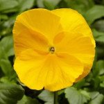 Віола Фіно F1 жовта (yellow) /100 насінин/ *Syngenta*