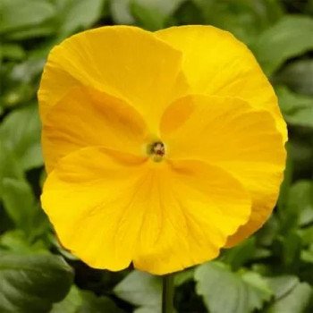 Виола Фино F1 желтая (yellow) /100 семян/ *Syngenta*