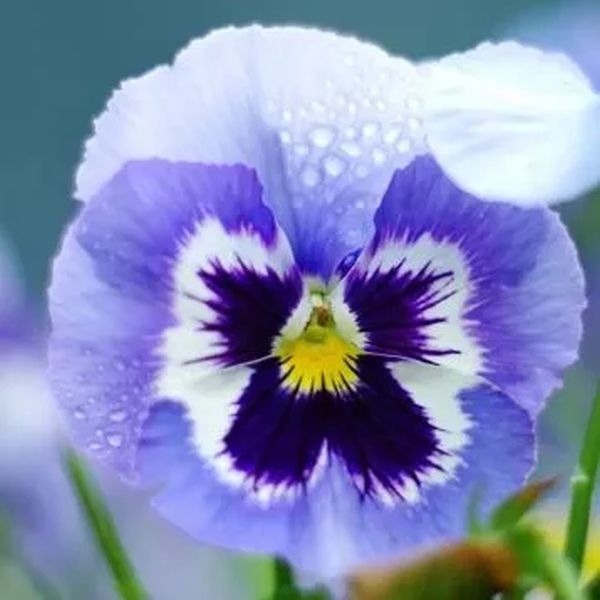Насіння віоли Швейцарські Гіганти Adonis небесно-синя з вічком /3 г/ *W.Legutko*