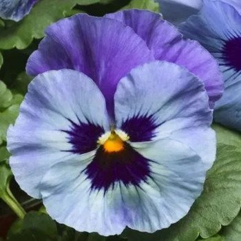 Виола Швейцарские Гиганты Аlpensee Ullswater светло-синяя с глазком /3 г/ *W.Legutko*