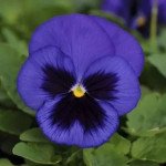 Виола Швейцарские Гиганты синяя с глазком (blue with blotch) /3 г/ *W.Legutko*