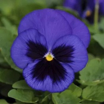 Виола Швейцарские Гиганты синяя с глазком (blue with blotch) /3 г/ *W.Legutko*