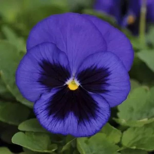 Насіння віоли Швейцарські Гіганти синя з вічком (blue with blotch) /3 г/ *W.Legutko*