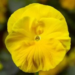 Віола Швейцарські Гіганти Goldgelb жовта /3 г/ *W.Legutko*