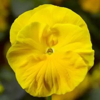 Виола Швейцарские Гиганты Goldgelb желтая /3 г/ *W.Legutko*