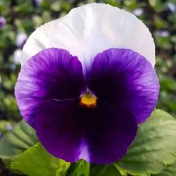 Віола Швейцарські Гіганти Lord Beaconsfield фіолетова з білим крилом /3 г/ *W.Legutko*