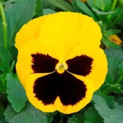 Віола Швейцарські Гіганти Rhinegold жовта з вічком /3 г/ *W.Legutko*