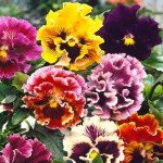 Віола Швейцарські Гіганти Roccoco Mix гофрована суміш /3 г/ *W.Legutko*