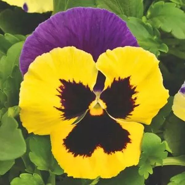 Насіння віоли Швейцарські Гіганти триколор фіолетово-жовта (tricolor violet yellow) /3 г/ *W.Legutko*