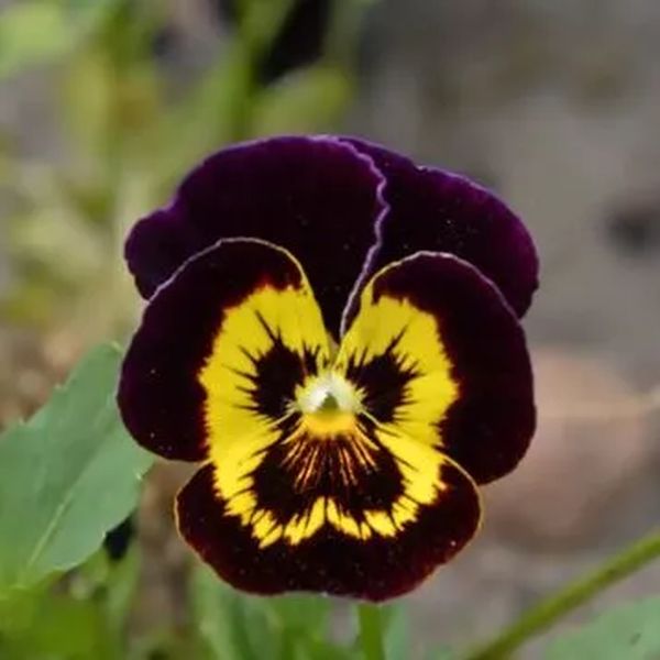 Насіння віоли Швейцарські Гіганти жовто-червона біколор (yellow brown bicolor) /3 г/ *W.Legutko*