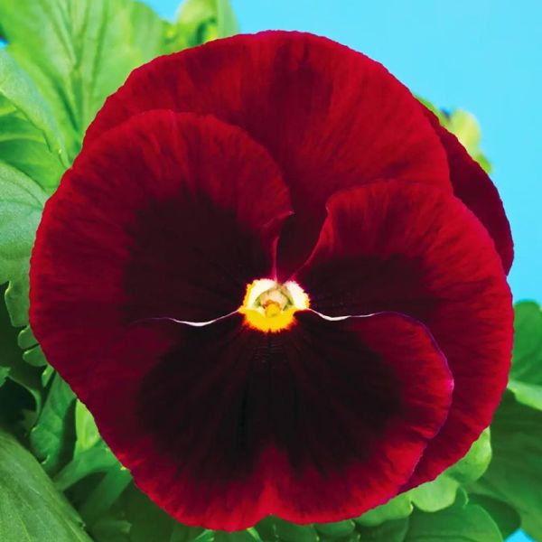 Насіння віоли Швейцарські Гіганти Claret Luzern темно-червона з вічком /3 г/ *W.Legutko*