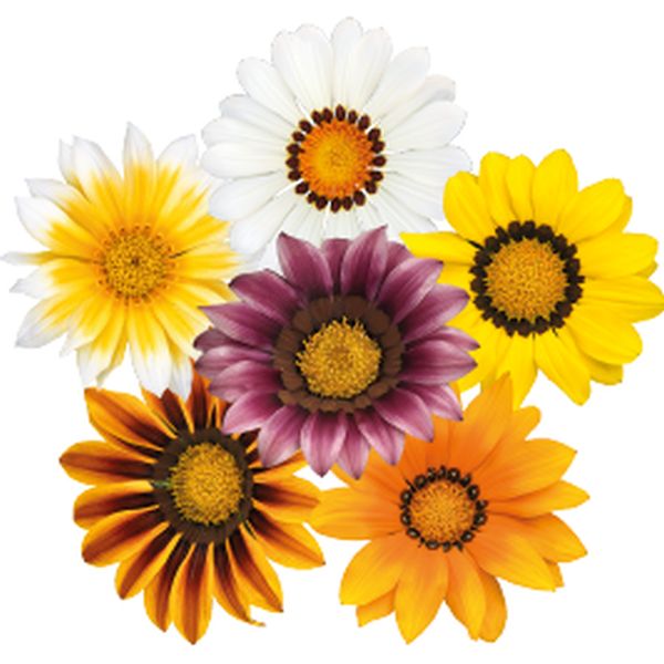 Насіння газанії Зані F1 суміш (mix) /100 насінин/ *Benary*