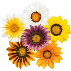 Газанія Зані F1 суміш (mix) /500 насінин/ *Benary*