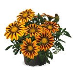 Газания Зани F1 оранж флейм (orange flame) /500 семян/ *Benary*