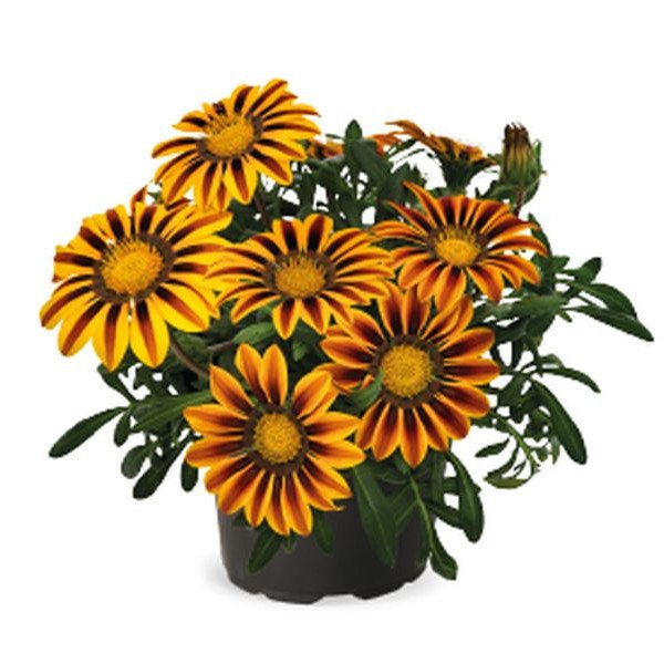 Насіння газанії Зані F1 оранж флейм (orange flame) /500 насінин/ *Benary*