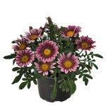 Газанія Зані F1 рожева (pink) /500 насінин/ *Benary*