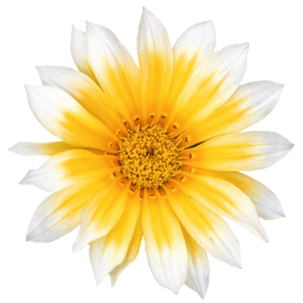 Насіння газанії Зані F1 санні-сайд ап (sunny-side up) /500 насінин/ *Benary*