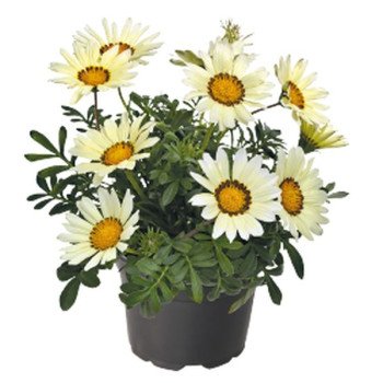 Газания Зани F1 белая (white) /500 семян/ *Benary*