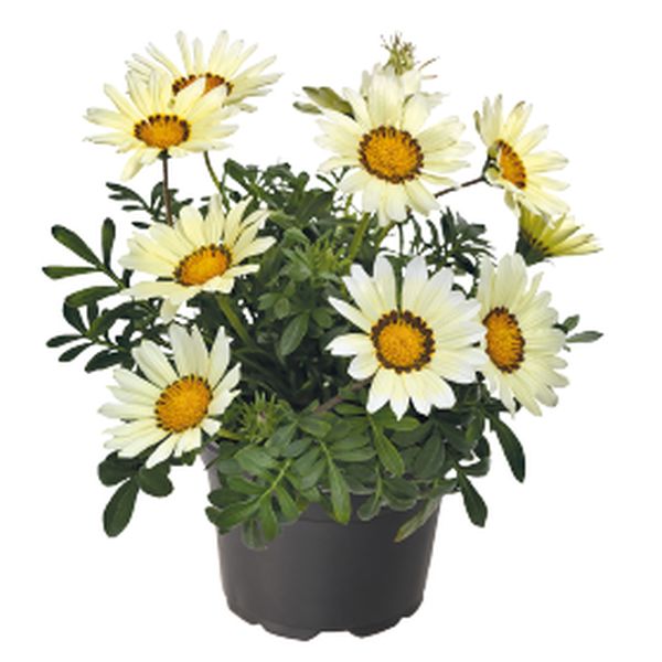 Насіння газанії Зані F1 біла (white) /500 насінин/ *Benary*