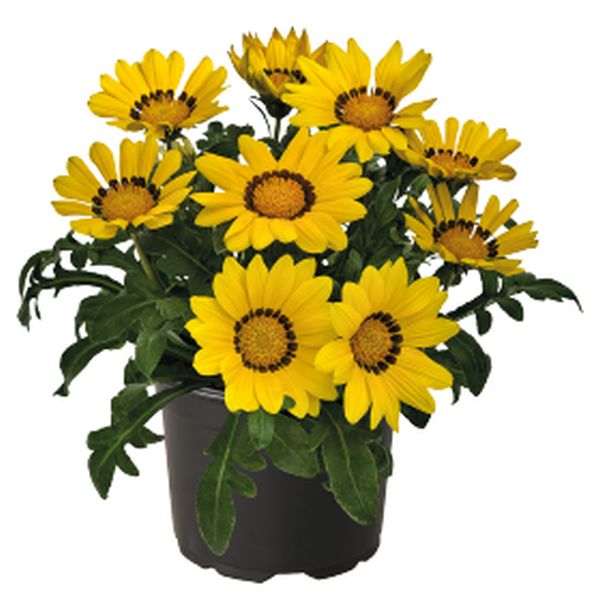 Насіння газанії Зані F1 жовта (yellow) /500 насінин/ *Benary*