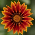 Газания Кисс F1 голден флейм (golden flame) /100 семян/ *Syngenta*