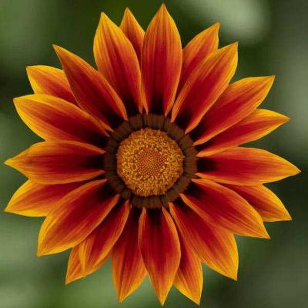 Насіння газанії Кісс F1 голден флейм (golden flame) /100 насінин/ *Syngenta*